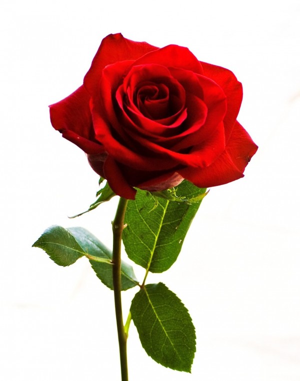 Gorgeous Rose For Gorgeous Lady