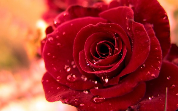 Rose with water droplets