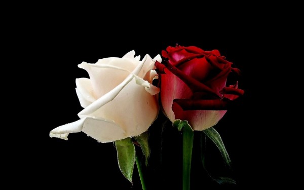 White and Red Rose