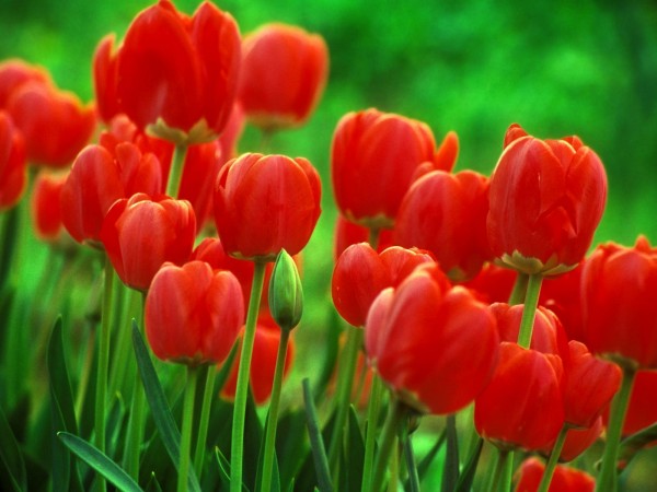 Red Tulip Flowe