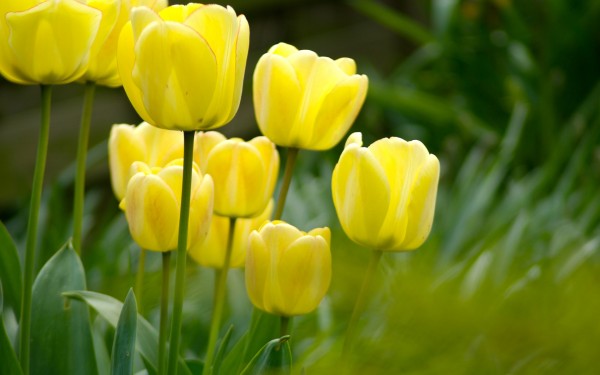 Yellow Tulip Flowers