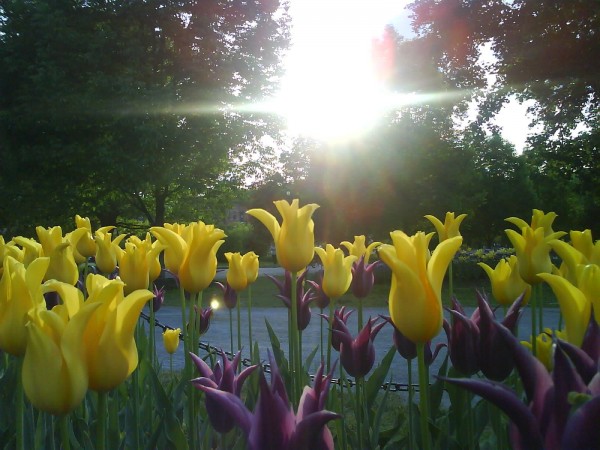 Tulip Flowers