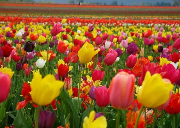 Tulip Flowers