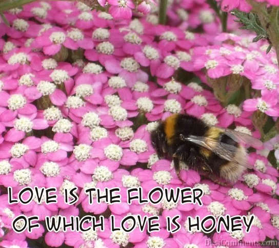 Love Is The Flower