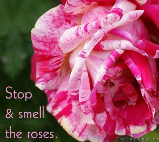 Stop And Smell The Rose
