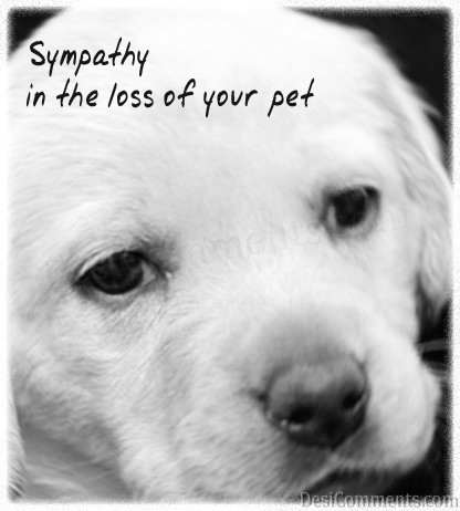 Loss Of Your Pet