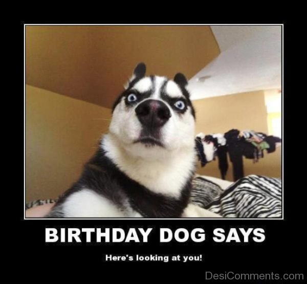 Birthday Dog Says