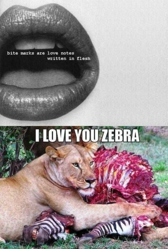 I Love You Zebra
