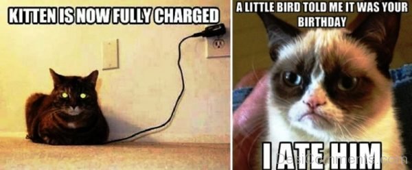Kitten Is Now Fully Charged