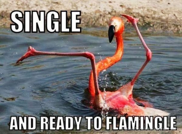 Single And Ready To Flamingle