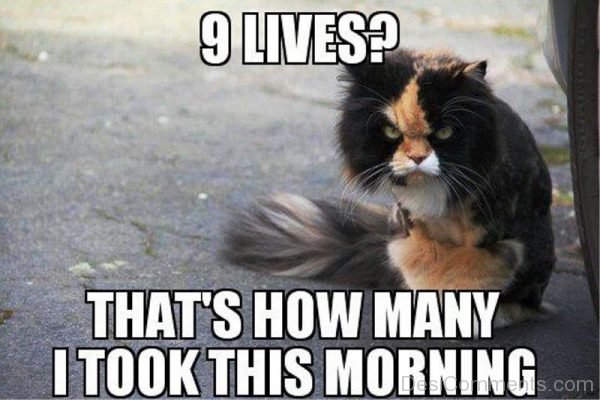 9 Lives