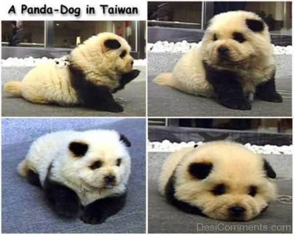 A Panda Dog In Taiwan