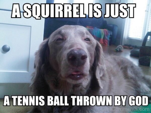 A Squirrel Is Just