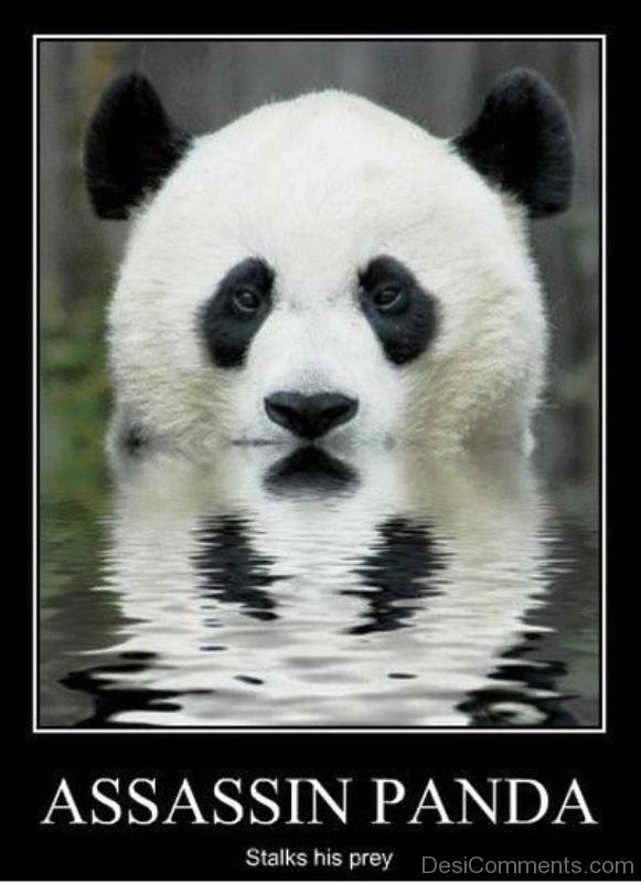 75 Mad Panda Memes - Funny Pictures – 