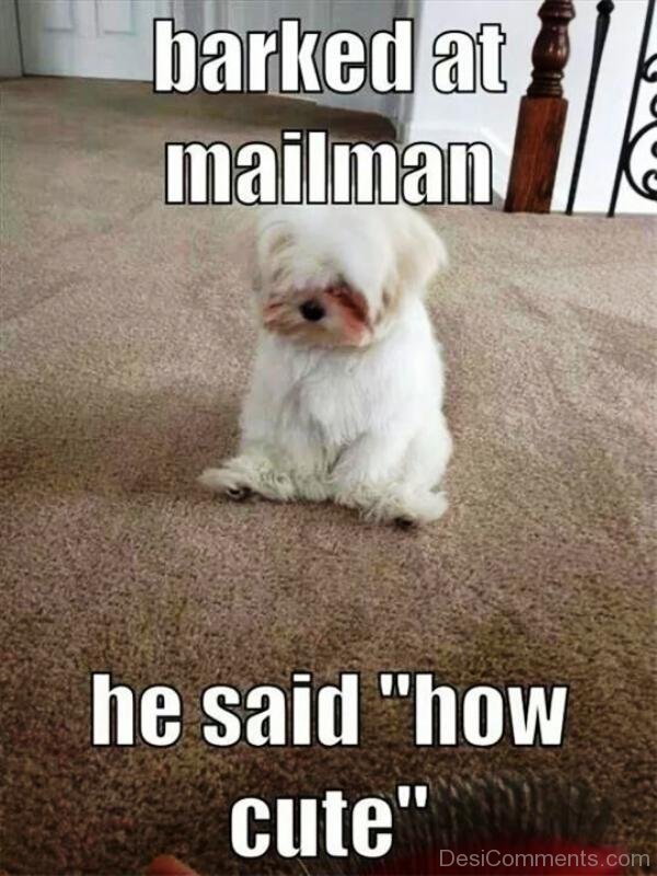 Barked At Mailman