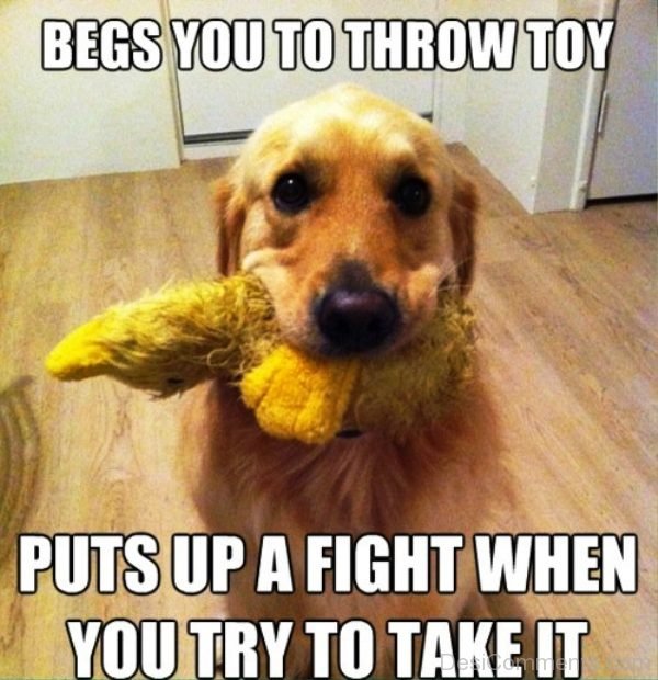 Begs You To Throw Toy