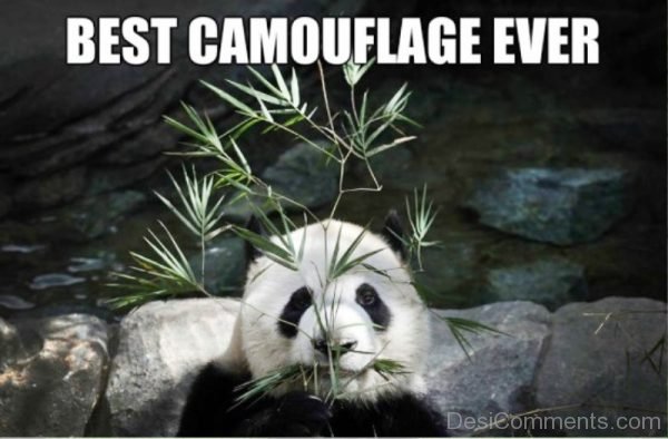 Best Camouflage Ever