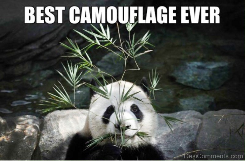 75 Mad Panda Memes - Funny Pictures  DesiCommentscom