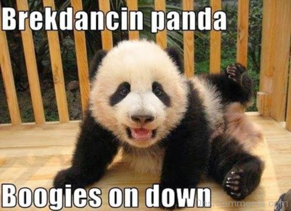 Breakdancing Panda