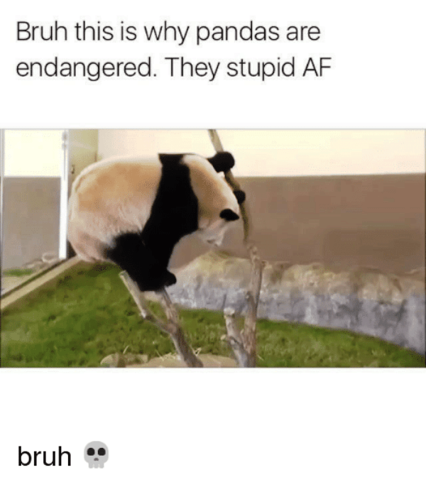 Bruh This Is Why Pandas Are Endangered