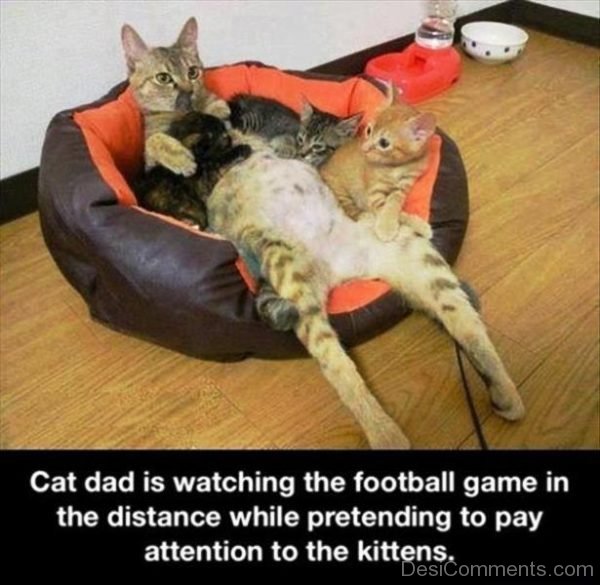 Cat Dad Is Watching The Football Game