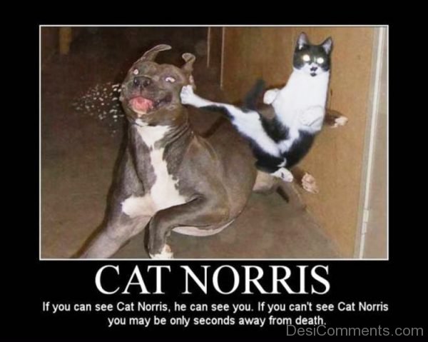 Cat Norris