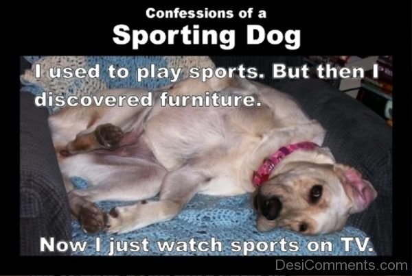 Confessions Of A Sporting Dog
