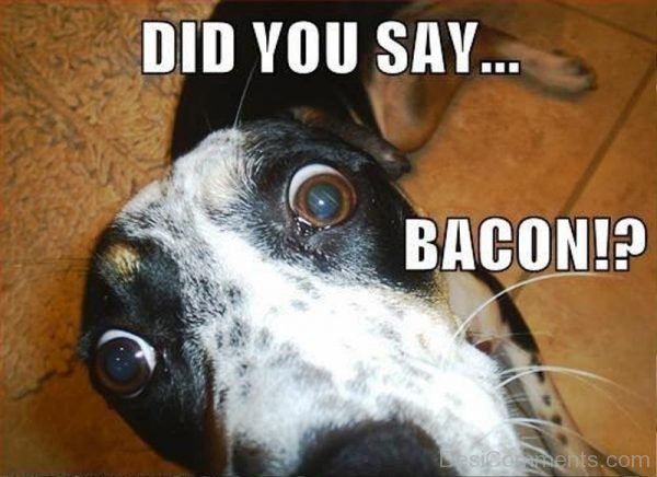 Did You Say Bacon