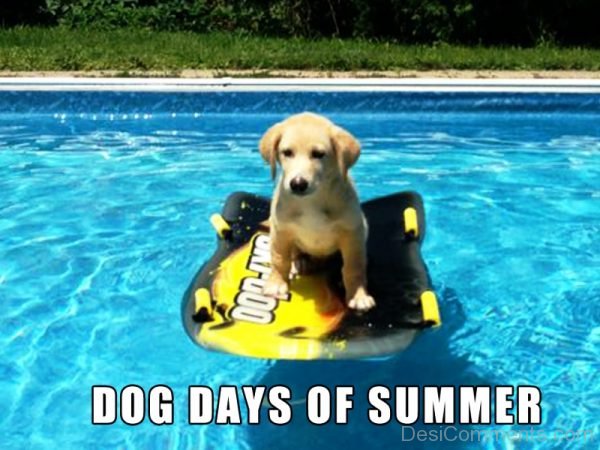 Dog Days Of Summer