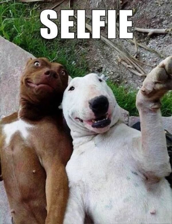 Dogs Selfie