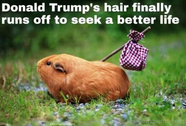 Donald Trumps Hair Finally