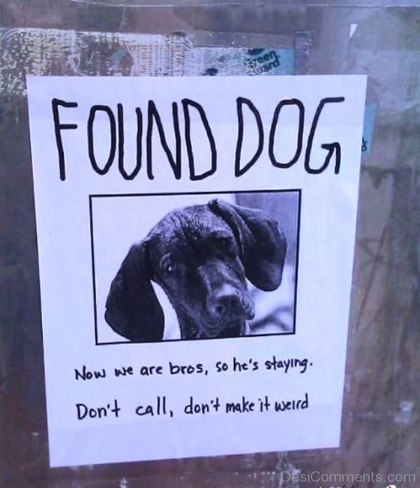 Found Dog