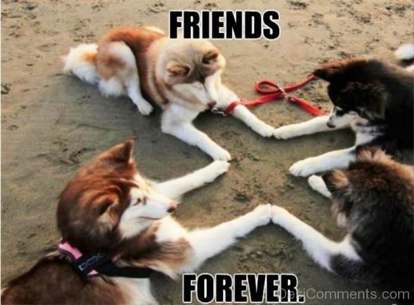 Friends Forever