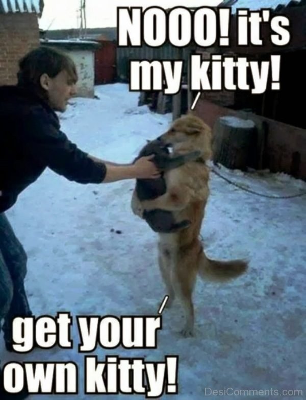 Get Your Own Kitty