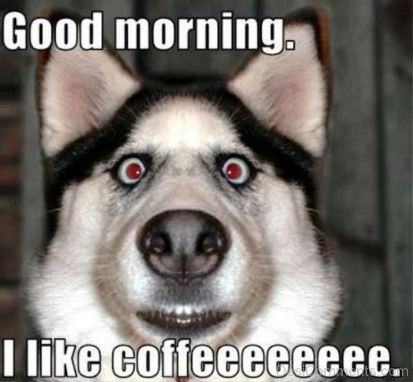 Good Morning I Like Coffeee