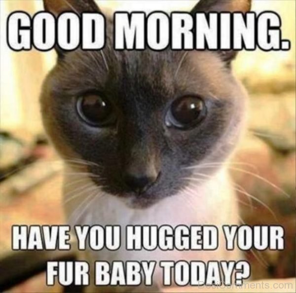 Have You Hugged Your Fur Baby Today