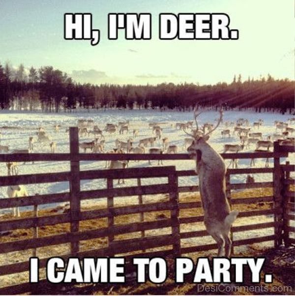 Hi Im Deer