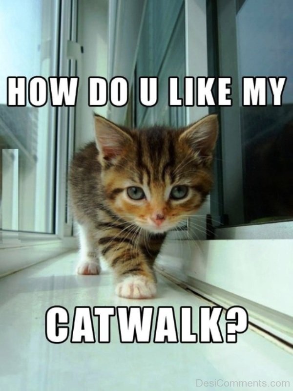 How Do You Like My Cat Walk