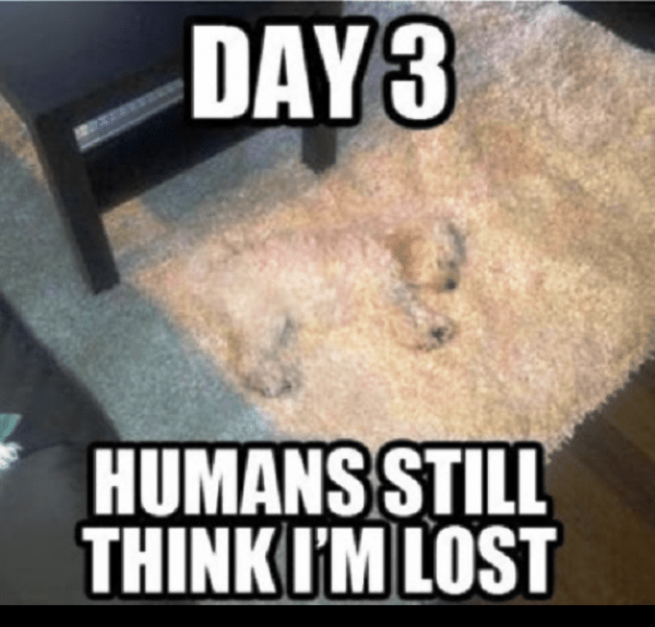 Humans Still Think Im Lost