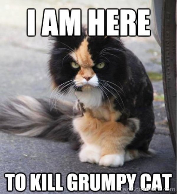 I Am Here To Kill Grumpy Cat