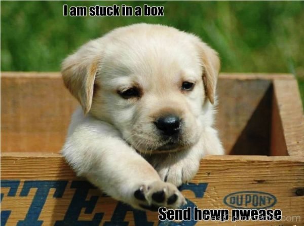 I Am Stuck In A Box