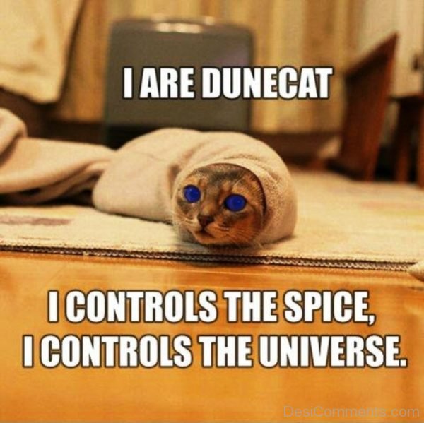 I Are Dunecat