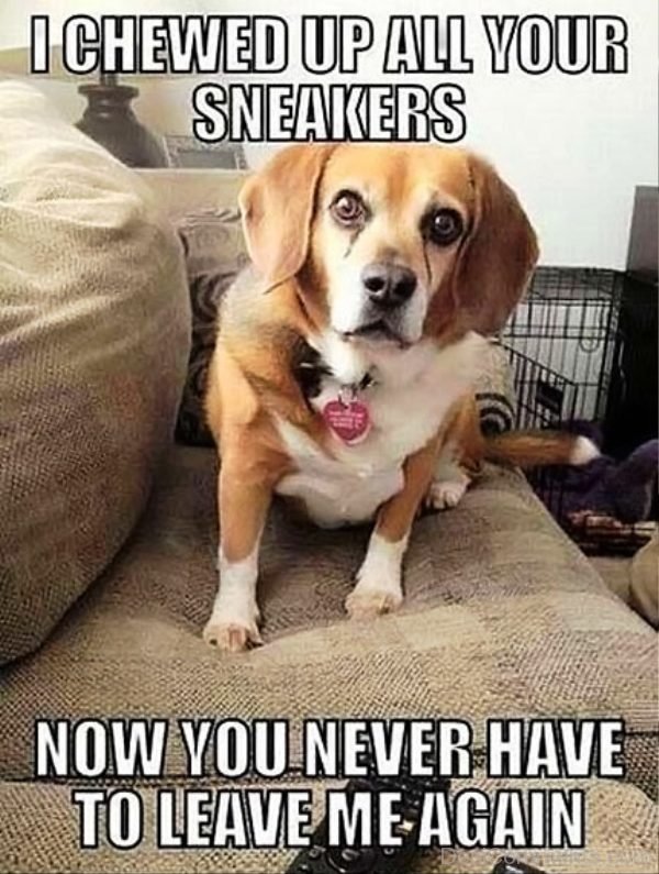 I Chewed Up All Your Sneakers