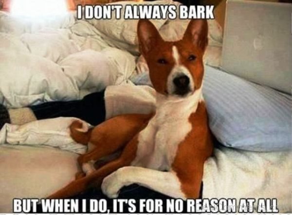 I Dont Always Bark