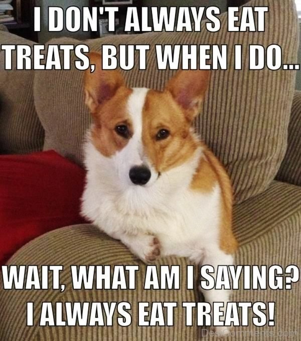 I Dont Always Eat Treats