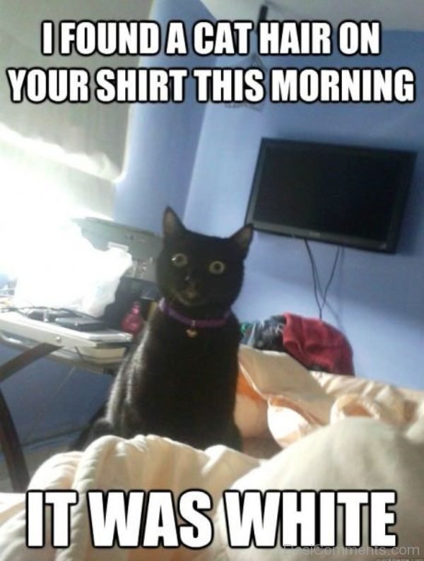 I Found A Cat Hair On Your Shirt