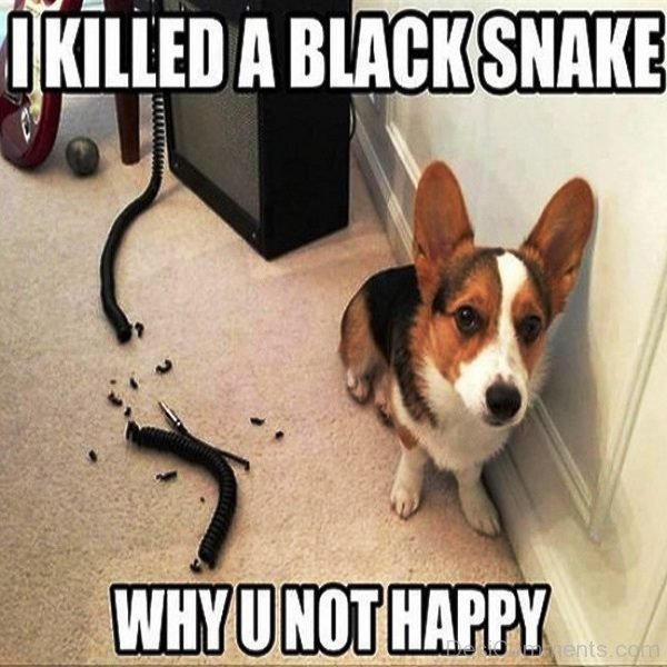 I Killed A Black Snake