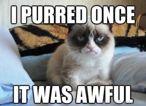 I Purred Once