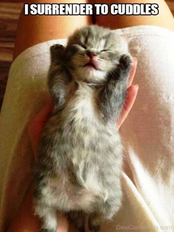 I Surrender To Cuddles