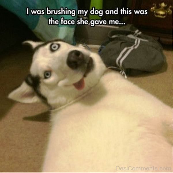 I Was Brushing My Dog